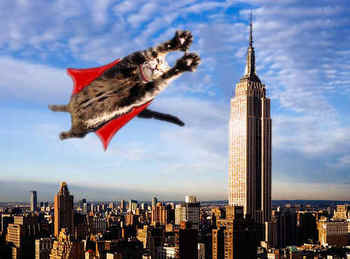 Super-Cat.jpg