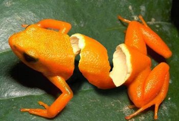 orangefrog.jpg